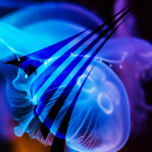 bluemarlin website image